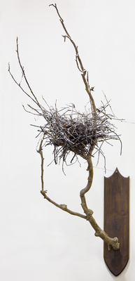 Blue Heron Nest